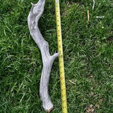 22 inch thick weathered untreated manzanita driftwood branches air plants orchids isopod fish vivarium aquarium terrarium garden birds