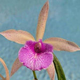 Fragrant Brassavola orchid ~BC Kosh Wallis 