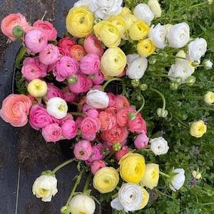 Ranunculus "Pastels" Mix, corms in a variety of colors (Buttercup), perennial flowers, pink, white, & yellow blooms
