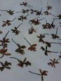 Pressed Purple Color Orchid Flowers For Art Work Creations