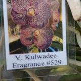 Orchid Vanda Kulwadee Fragrance 529 Mad Happenings Hanging Tropical Plants