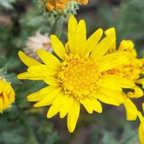 Hairy False Goldenaster Seeds Canada, Telegraph Plant Hairy Golden Aster, Heterotheca Villosa, Yellow Native Canadian Wildflower Wild Flower