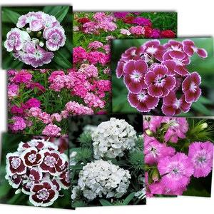 Sweet william  flower seeds, code 038, poets flowers, gardening, flowers seeds