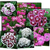 Sweet william  flower seeds, code 038, poets flowers, gardening, flowers seeds