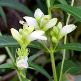 White Turtlehead Seeds Chelone Glabra Native Canadian Wildflower 20 Seeds Per Packet