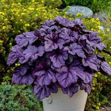 Heuchera Coral Bells 'WildBerry' - Heuchera sp. - Rare 'Plant' Seeds - Wildberry Heuchera, Purple-Black, Alumroot, WildBerry Alumroot