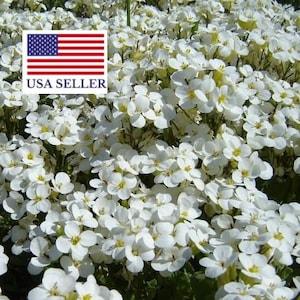 Arabis alpina ssp caucasica Compacta Snowfix - Caucasus rock cress - 50 Seeds