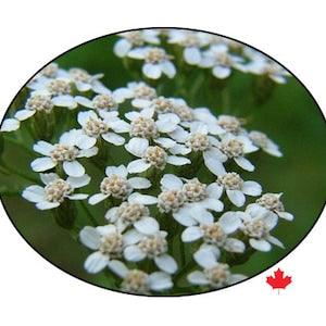 Yarrow Seeds, Wild White - Open pollinated, certified organic seed. Specialty Seeds.