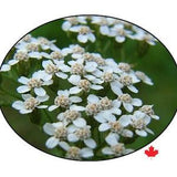 Yarrow Seeds, Wild White - Open pollinated, certified organic seed. Specialty Seeds.