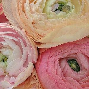 RANUNCULUS MIX Cut-Flower, Tall Elegant Wedding Celebration, 10 Seeds
