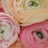 RANUNCULUS MIX Cut-Flower, Tall Elegant Wedding Celebration, 10 Seeds