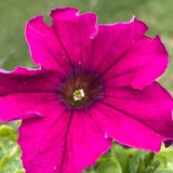 Petunia Sanguna ??Purple?? 75+ Seeds