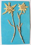 Herbarium. EDELWEISS Flower. Located Very High in the Mountain. Very Rare.