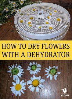 How to Dry Flowers With a Dehydrator ? New Life On A Homestead Flower Delivery