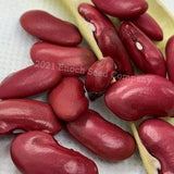Canadian Wonder Bush Bean - Rare Heirloom - Red Beans (Non-GMO, Open Pollinated Seed, 10 Min. Seeds Per Pack, Grown and Packaged in Canada)