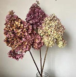 Huge Dried Organic Hydrangea Bouquet *Sent As Pictured*