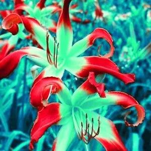 20 SEEDS for Green/Red LILY RARE flower Bloom exotic garden plant USA Seller