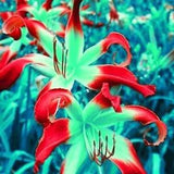 20 SEEDS for Green/Red LILY RARE flower Bloom exotic garden plant USA Seller