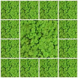 Forest Green Natural Norwegian Reindeer Moss Preserved Dried Craft Flower Stamen