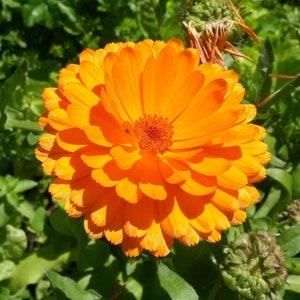 Calendula Seeds (Calendula officinalis) - Organic, Medicinal herb, Perennial, attracts pollinators. All real & fresh seeds.