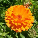 Calendula Seeds (Calendula officinalis) - Organic, Medicinal herb, Perennial, attracts pollinators. All real & fresh seeds.
