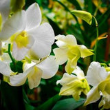 Pure Affection Orchid