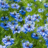75+ Anti Slug Flower mix seeds