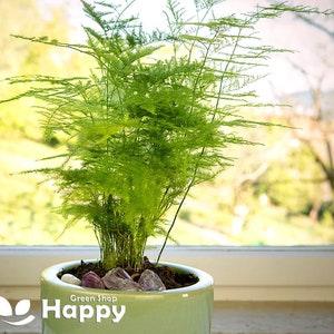 ASPARAGUS FERN - 10 SEEDS - Asparagus setaceus plumosus nanus - Indoor exotic house plant