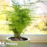ASPARAGUS FERN - 10 SEEDS - Asparagus setaceus plumosus nanus - Indoor exotic house plant