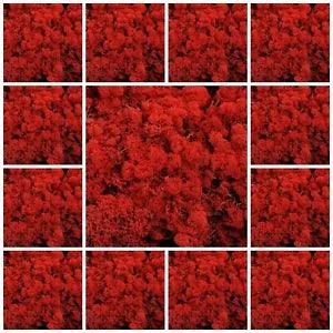 Red Natural Norwegian Reindeer Moss Preserved Dried Craft Flower Stamen