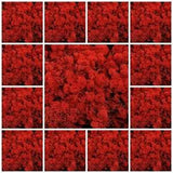 Red Natural Norwegian Reindeer Moss Preserved Dried Craft Flower Stamen