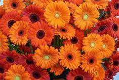 Gerbera vermehren - So klappt's per Teilung, Aussaat und Stecklingsvermehrung Flower Delivery