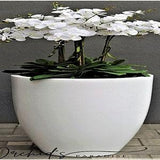 PURE PARIS - XXL  Faux Orchids real touch Arrangement in planter pot for Indoor -Pure soft round -D 46 x H 45 - Home Interior Decor -