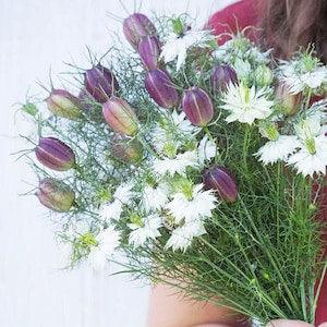 40+ seeds /  Albion Black Pod Nigella Seeds / Love in a mist / White Flower / (#113)