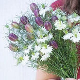 40+ seeds /  Albion Black Pod Nigella Seeds / Love in a mist / White Flower / (#113)