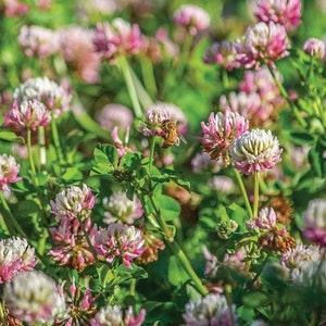 Edible Alsike clover 2000 SEEDS nitrogen fixer ground cover grass alternative draws Bees and Pollinators Dizzy Bees Urban Garden