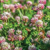 Edible Alsike clover 2000 SEEDS nitrogen fixer ground cover grass alternative draws Bees and Pollinators Dizzy Bees Urban Garden