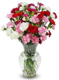 20 stem Rainbow Mini Carnations, With Vase (Fresh Cut Flowers)