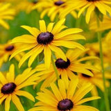 Black eyed Susan 200 seeds