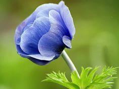 A'dan Z'ye ?i?ek ?simleri Listesi Flower Delivery