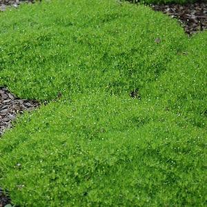 200+ Irish Moss Groundcover seeds- Sagina Subulata-PV248- Excellent Evergreen Groundcover