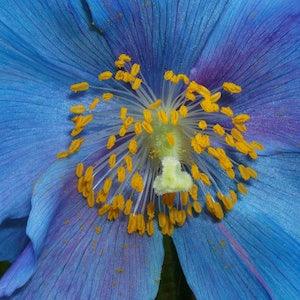 BLUE POPPY With PINK! Meconopsis Sheldonii Grandis Lingholm Himalayan Papaver, 10 Rare Seeds