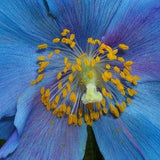 BLUE POPPY With PINK! Meconopsis Sheldonii Grandis Lingholm Himalayan Papaver, 10 Rare Seeds