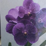 Orchid Vanda Kasem's Delight x Kretcant Tropical Hanging Plants