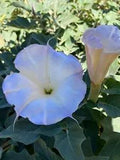 Datura Inoxia Flowers 35 Grams. Moonflower. Organic 2023