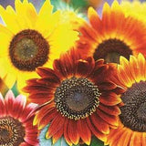 50 Pcs Autumn Beauty Sunflower Mix Seeds/FL230/ Attractive to Pollinators/ Helianthus annuus/Extremely Cheerful and Beautiful Sunflower