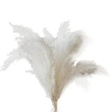 White Pampas Grass - 10 Pampas Stems of Pampas Grass for Wedding, Home,h
