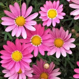 10 seeds of MARGHERITA ROSA flowers - flower seeds - high germinability - seeds