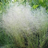 200 Cloud Grass Seeds/Agrostis Nebulosa/Bentgrass/Drought tolerant/Great for fresh or dried flowers and cut flowers/ Gorgeous Annual/P044