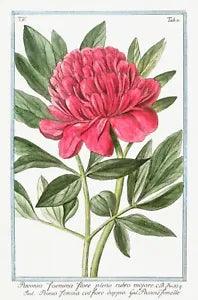 13741.Decor Poster.Room floral design.Garden plant.Botanical art.Peony Flower